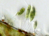 gomphonema___sp.