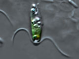 apiocystis_braauniana_1