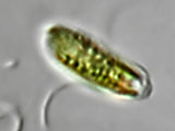 apiocystis_braauniana_1