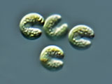 kirchneriella_sp1c