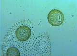 apiocystis_braauniana_2