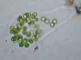 apiocystis_braauniana_1