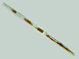 gomphonema___sp.