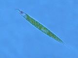 euglena_acus_4