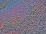 coral15422