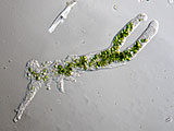 acanthocystis__sp.2l