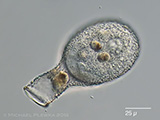 acanthocystis__sp.2l