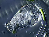 acanthocystis__sp.2l