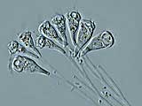 rhabdostyla-nais1n2