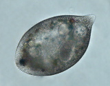 acanthocystis__sp.2l