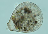 acanthocystis__sp.2l