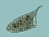 acanthocystis__sp.2l