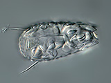 acanthocystis__sp.2l